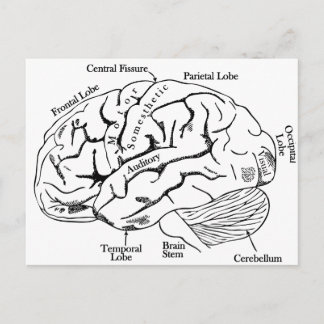 Carte Postale Cerveau humain