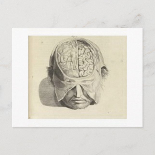 Carte Postale Cerveaux (Devant)