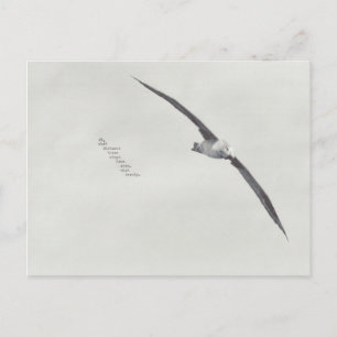 Carte Postale "ces ailes"