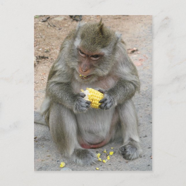 Carte Postale C'est à moi ! ! ... Singe Macaque thaïlandais sauv (Devant)