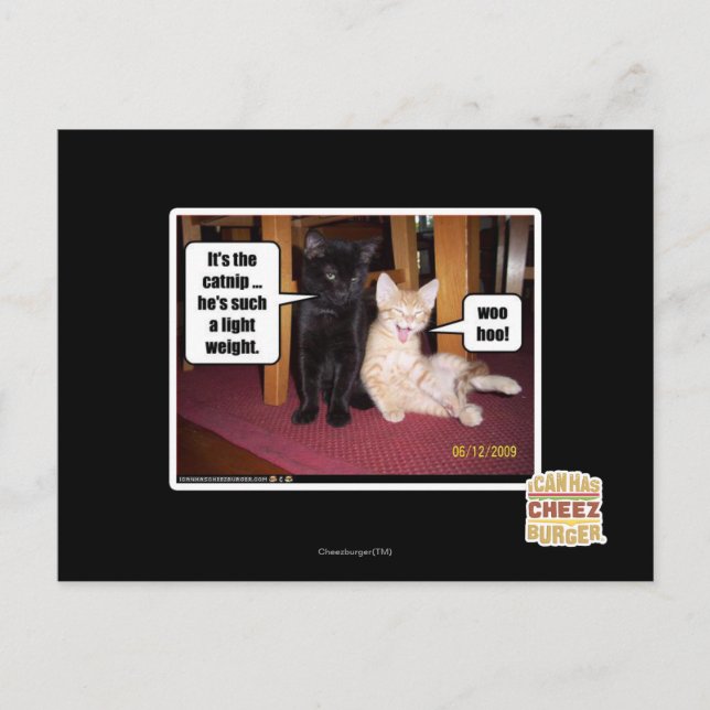 Carte Postale C'est le catnip (Devant)