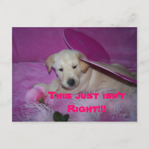 Carte Postale c'est tellement humiliant, ce n'est pas vrai ! ! !