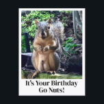 Carte Postale C'est ton anniversaire, deviens fou ! Blague drôle<br><div class="desc">C'est ton anniversaire,  deviens fou ! Une blague drôle sur les noix de l'écureuil. Carte d'anniversaire humour adulte avec une photo d'animal mignonne. Image et citation hilarantes pour un ami en son jour spécial.</div>