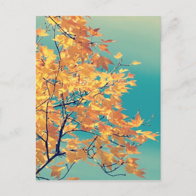 Carte Postale C'est un truc de feuille 1 (Devant)