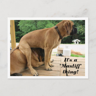 Carte Postale C'est un truc "Mastiff" ! chiens malins anglais Ma