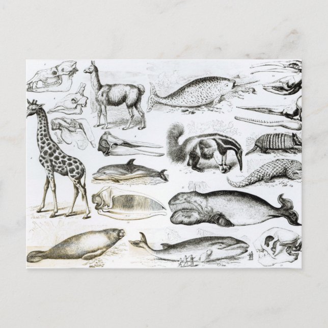 Carte Postale Cétacée Edentata (Devant)