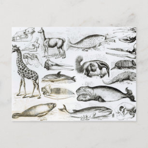 Carte Postale Cétacée Edentata