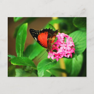 Carte postale Cethosia biblis