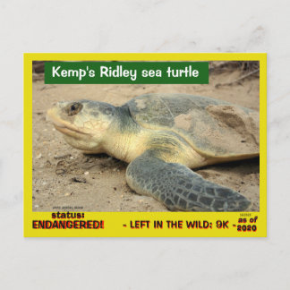 Carte Postale Cette tortue de mer risque de disparaître — postc