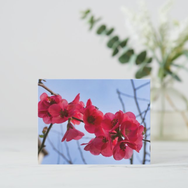 Carte Postale Chaenomeles speciosa (Debout devant)