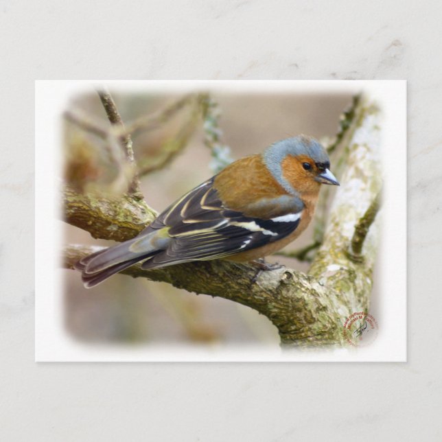 Carte Postale Chaffinch 8R84D-22 (Devant)