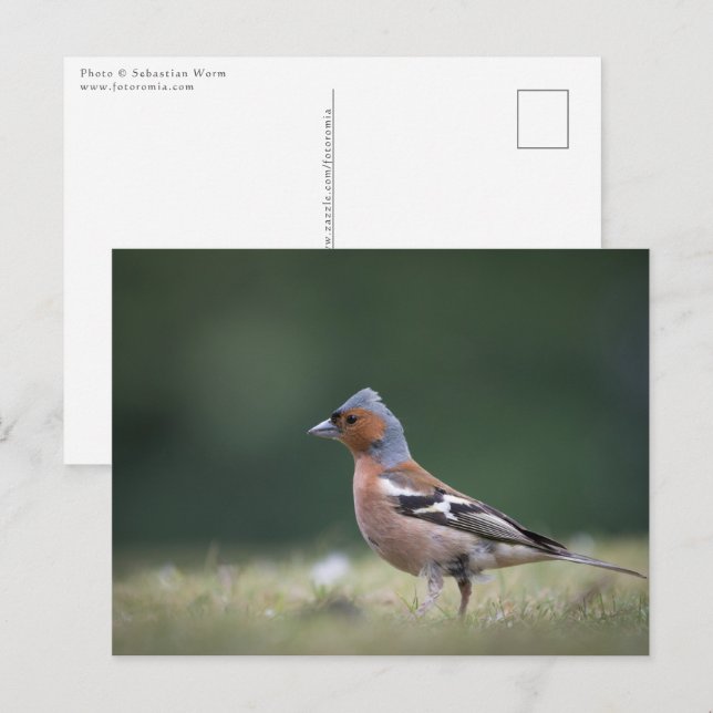 Carte Postale Chaffinch Bird Nature Photo (Devant / Derrière)