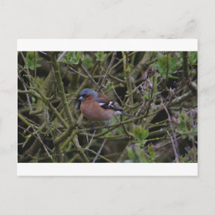 Carte Postale Chaffinch dans l'arbre