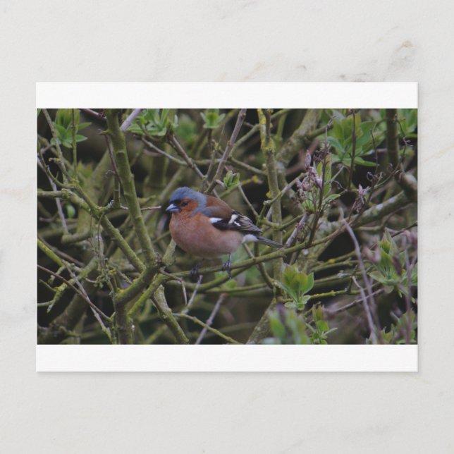 Carte Postale Chaffinch dans l'arbre (Devant)