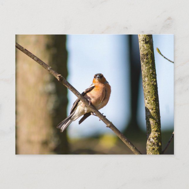 Carte Postale Chaffinch sur branche (Devant)