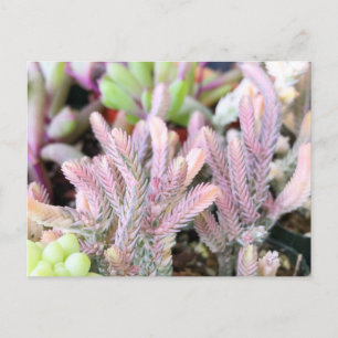 Carte Postale Chaîne Crassula Variée rose Succulente
