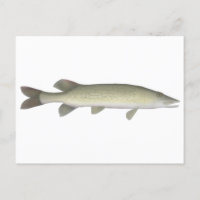 Chaîne Pickerel