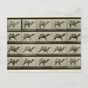 Carte Postale Chameau, assiette de 'Locomotion animale', 1887 (b
