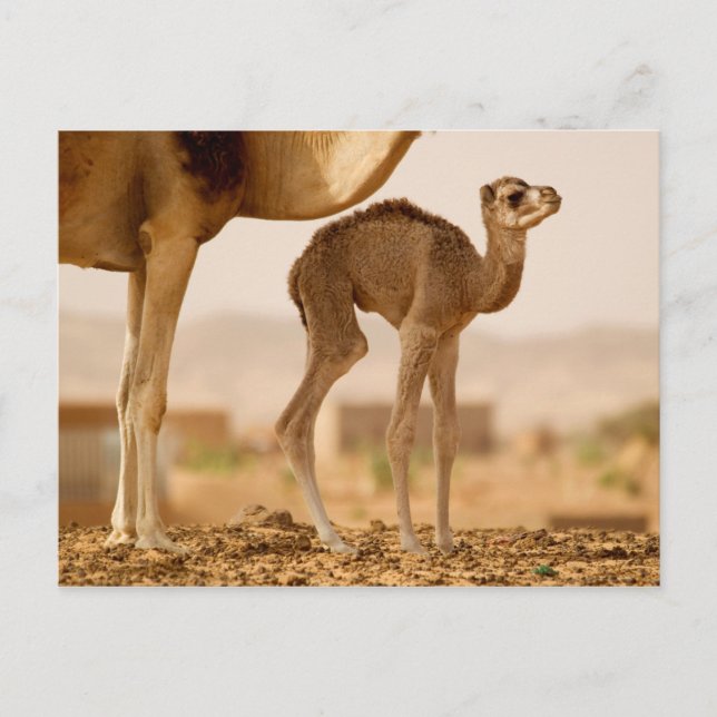 Carte Postale Chameau bébé (Devant)