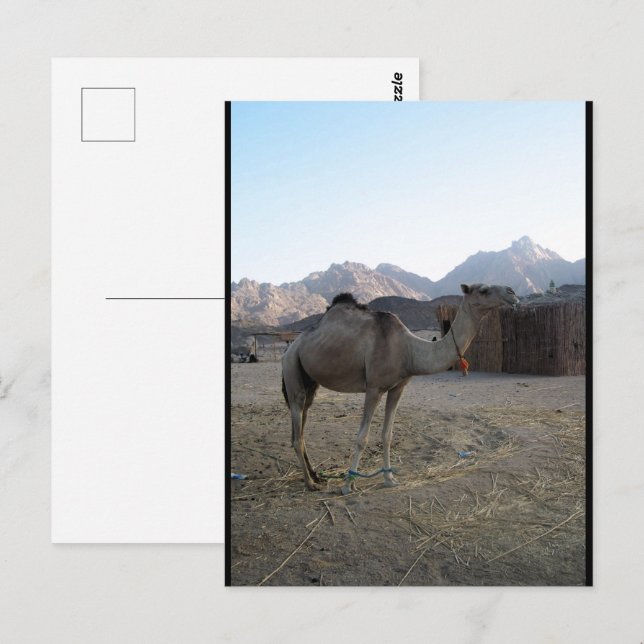 Carte Postale Chameau bébé dans le désert (Devant / Derrière)