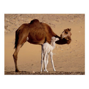 Carte Postale Brown Dromedale Mere Camel Et Blanc Calf Zazzle Fr