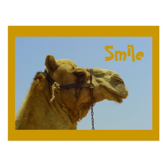 Carte Postale Chameau De Sourire Dans Le Profil Zazzle Fr