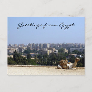 Carte Postale chameau d'égypte
