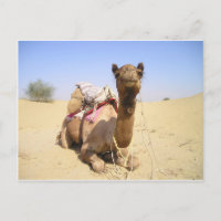 Chameau Désert Moyen-Orient Paix Amour Nature Dest
