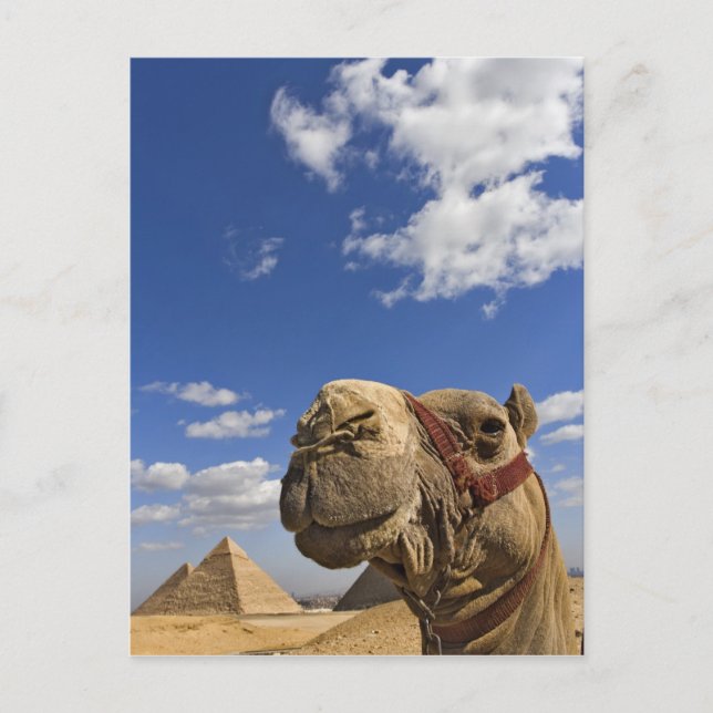 Carte Postale Chameau devant les pyramides de Gizeh, Égypte, (Devant)
