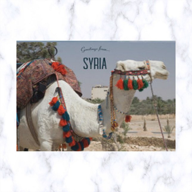 Carte Postale Chameau en Syrie (Créateur téléchargé)