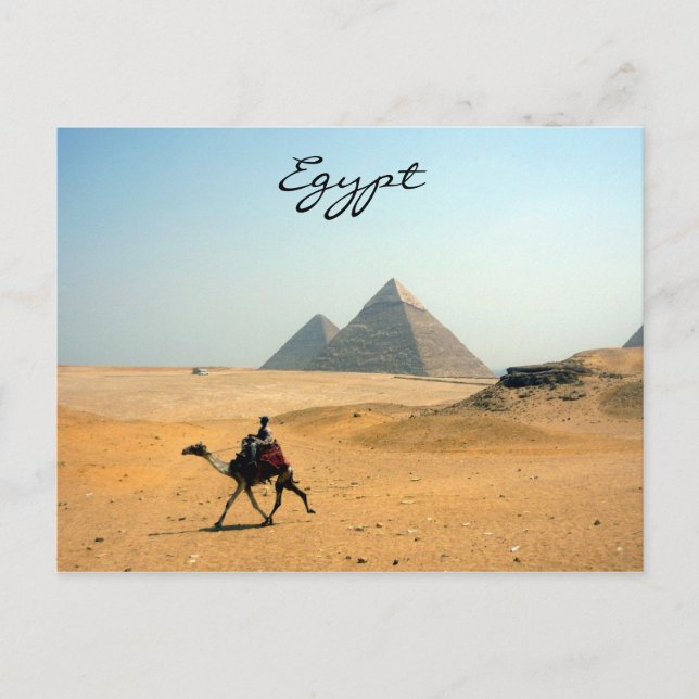 Carte Postale chameau pyramide (Devant)
