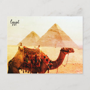 Carte Postale chameau pyramides giza