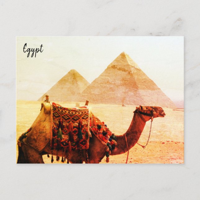 Carte Postale chameau pyramides giza (Devant)