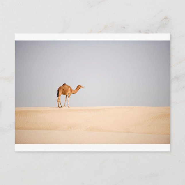 Carte Postale Chameau simple sur les dunes de sable Arabes (Devant)