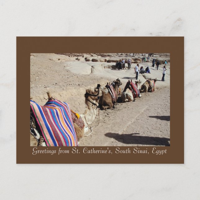 Carte Postale Chameaux à Sainte-Catherine (Devant)