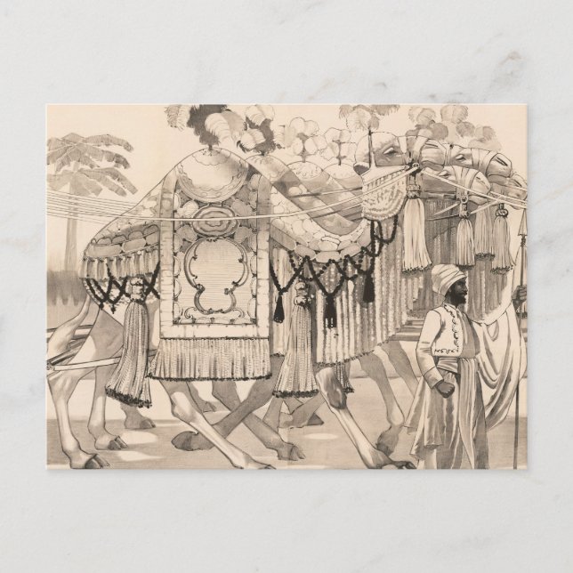 Carte Postale Chameaux marchant habillés en costume (Devant)