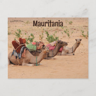 Carte Postale Chameaux reposant en Mauritanie
