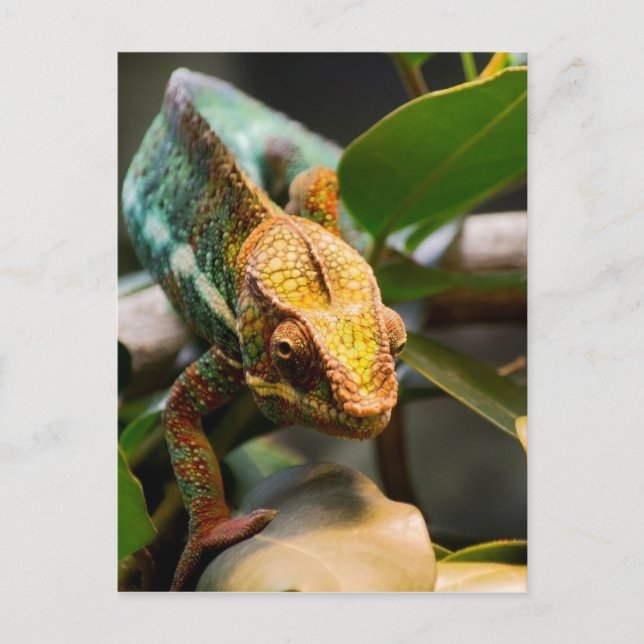 Carte Postale Chameleon (Devant)