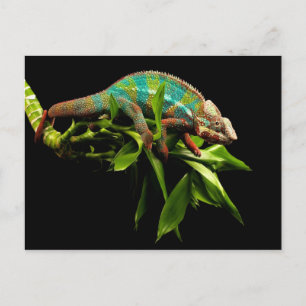 Carte Postale Chameleon