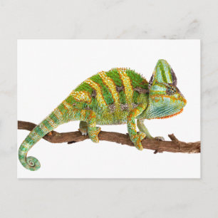Carte Postale Chameleon