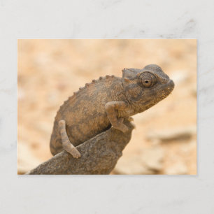 Carte Postale Chameleon en Namibie