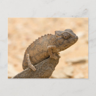 Carte Postale Chameleon en Namibie