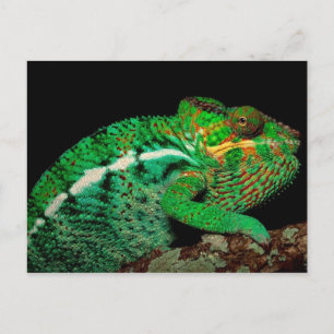 Carte Postale Chameleons