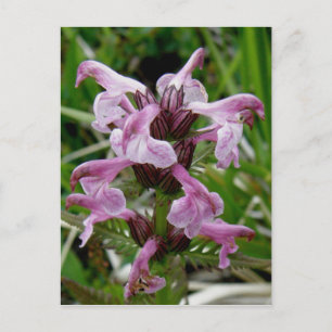 Carte Postale Chamisso Lousewort, île Unalaska