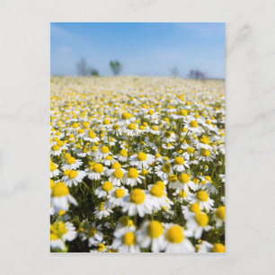 Carte Postale Chamomile Field