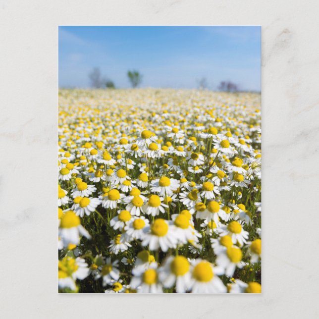Carte Postale Chamomile Field (Devant)