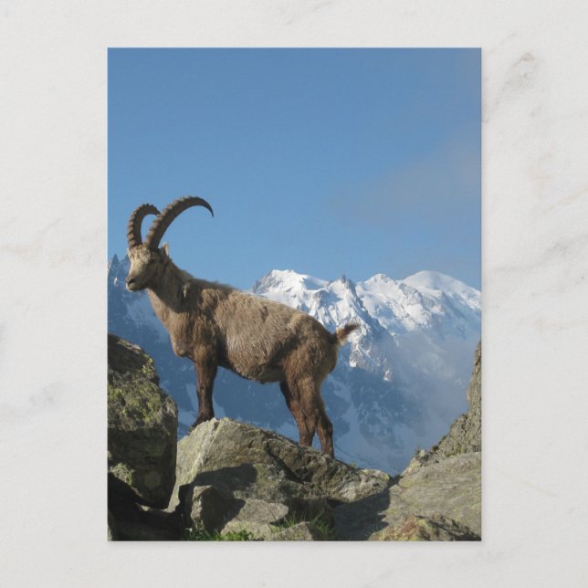 Carte Postale Chamonix (Devant)