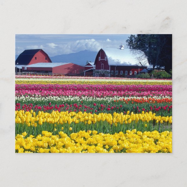 Carte Postale Champ d'affichage des tulipes (Devant)