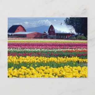 Carte Postale Champ d'affichage des tulipes