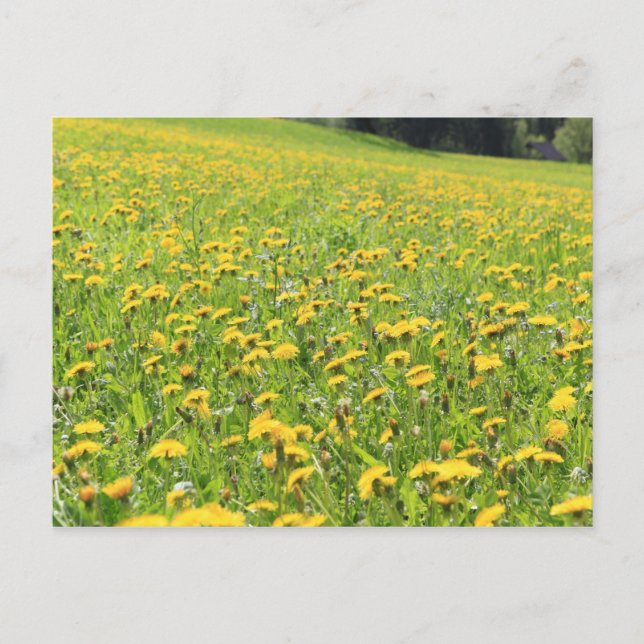 Carte Postale Champ Dandelion (Devant)
